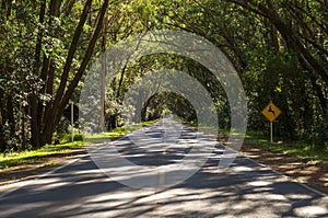 Beautiful road with natural tunnel formed by eucapilto trees, gr