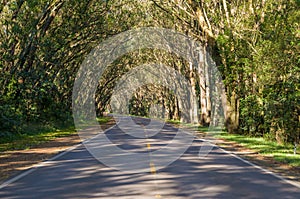 Beautiful road with natural tunnel formed by eucapilto trees, green tunnel of Pinhal, Rio Grande do Sul