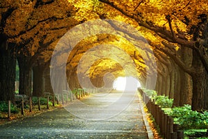 Beautiful road path under trees arch in autumn