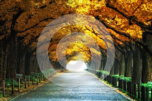Beautiful Road Path under Trees Arch in Autumn