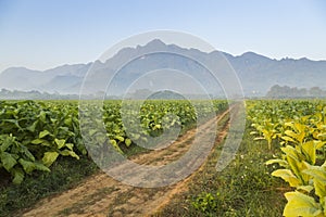 Beautiful road in the tobacco fields with mountain