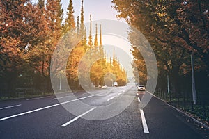 Beautiful road with trees on sideroad photo