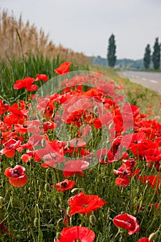 Beautiful roadside poppies