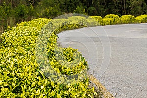 Beautiful roadside shrubs.