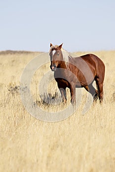 Beautiful roan wild horse near Cody, Wyoming, in American West