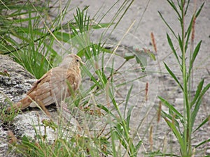 A beautiful Robin Columbina talpacoti