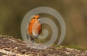 A beautiful Robin Erithacus rubecula perched on a log singing.