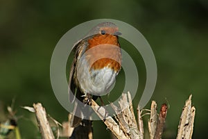 A beautiful Robin, Erithacus rubecula, perching on a branch in a tree.