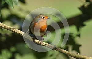 A beautiful Robin, Erithacus rubecula, perching on a branch in a tree.