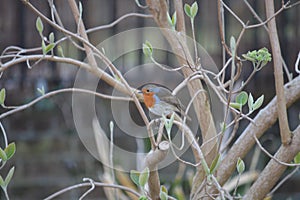 A beautiful Robin purched on a branch