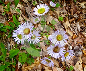 Beautiful Robin's plantain flowers surrounded by dry fallen leaves