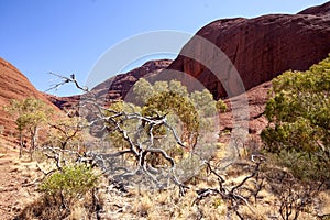 Beautiful rock formations of a popular place, Kata Tjuta. Red center of Australia photo