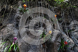 Beautiful rocks with colorful plants. Guzmania lingulata