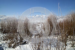 Beautiful Rocky Mountain frosty winter snow scene with frosted s