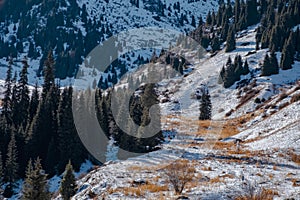 Beautiful rocky mountains with snow and fir tres background