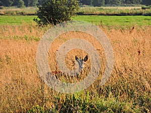 Beautiful roe deer in autumn field, Lithuania