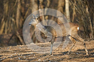 Roe deer in the forest