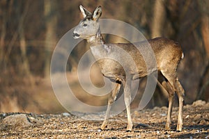 Roe deer in the forest