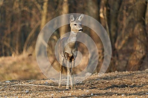 Roe deer in the forest