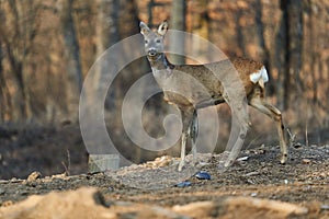 Roe deer in the forest