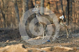 Roe deer in the forest