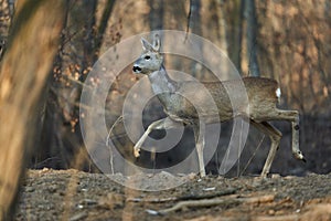 Roe deer in the forest