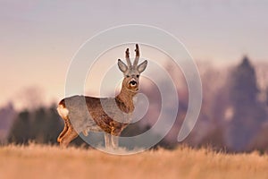 A beautiful roebuck stands on the horizon