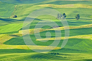 Beautiful rolling hills in the Palouse, Washington photo