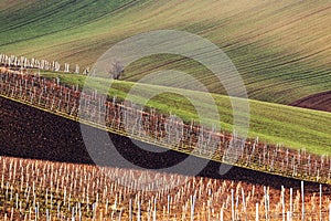 Beautiful rolling landscape of South Moravia. The field of winter vineyards alternates with green fields photo