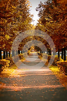 Beautiful romantic alley in the city park with colorful trees. n