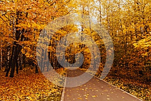 Beautiful romantic alley in a park with colorful trees, autumn landscape