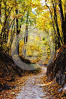 Beautiful and romantic autumn forest