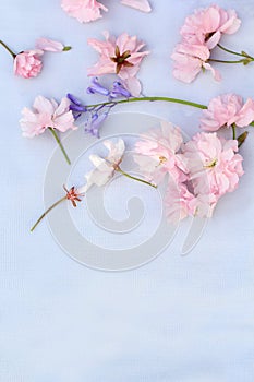 Beautiful, romantic background with pink cherry blossom and bluebells