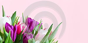 Beautiful romantic bouquet of pink, purple and white tulips on a pale pink background