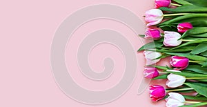 Beautiful romantic bouquet of pink, purple and white tulips on a pale pink background