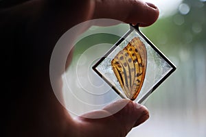 Beautiful romantic butterfly wing in resin