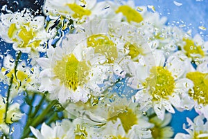 Bellissimo margherita fiori per finestre gocce da la pioggia 
