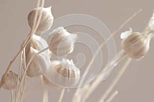 Beautiful romantic lovely wedding dried white flower buds with neutral beige clean  background macro