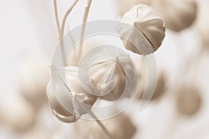 Beautiful romantic lovely wedding  white flowers three buds with neutral beige background in warm retro vintage style macro