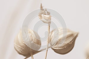 Beautiful romantic lovely wedding  white flowers two buds with neutral beige background in warm retro vintage style macro