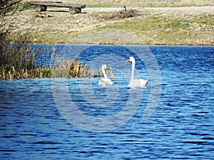 Mute swans in the baltic sea photo