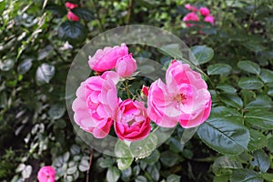 Beautiful romantic pink flowers in garden