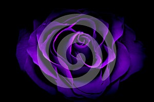 Beautiful romantic purple rose against dark background