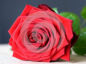 Beautiful romantic red rose, love symbol