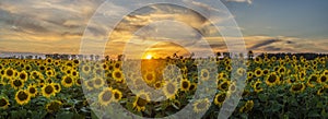 Beautiful, romantic sunset over a field of blooming sunflowers