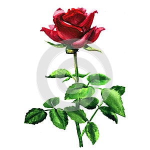 Beautiful romantic tender red, pink rose, single flower with leaf isolated, hand drawn watercolor illustration on white