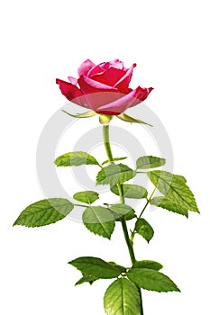 Beautiful romantic tender red, pink rose, single flower with leaf isolated on white