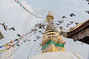 Beautiful roof top of the temple building with flock of pigeons