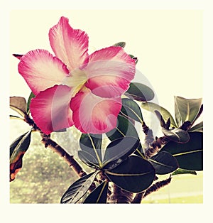 Beautiful room flower on the window