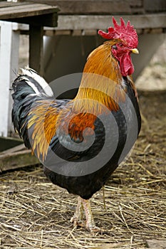 Beautiful rooster